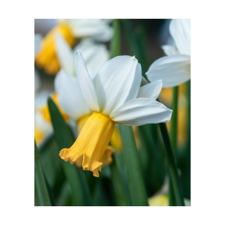 Cebulki kwiatowe – sklep online | Tulipany, krokusy, hiacynty