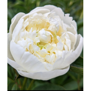 PIWONIA DUCHESSE