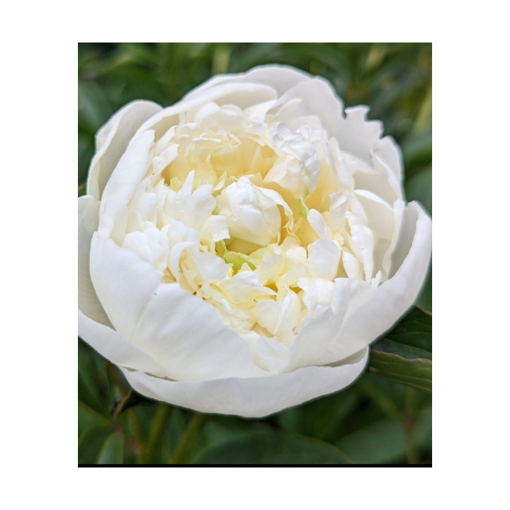 PIWONIA DUCHESSE