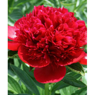 PIWONIA RED CHARM