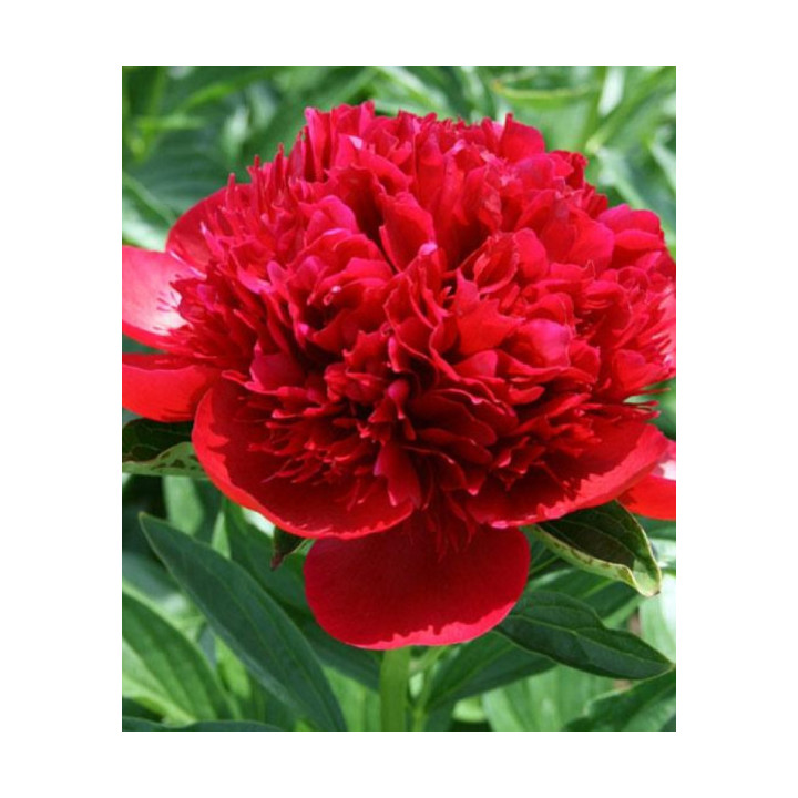 PIWONIA RED CHARM