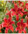 LILIA  DRZEWIASTA RED DESIRE