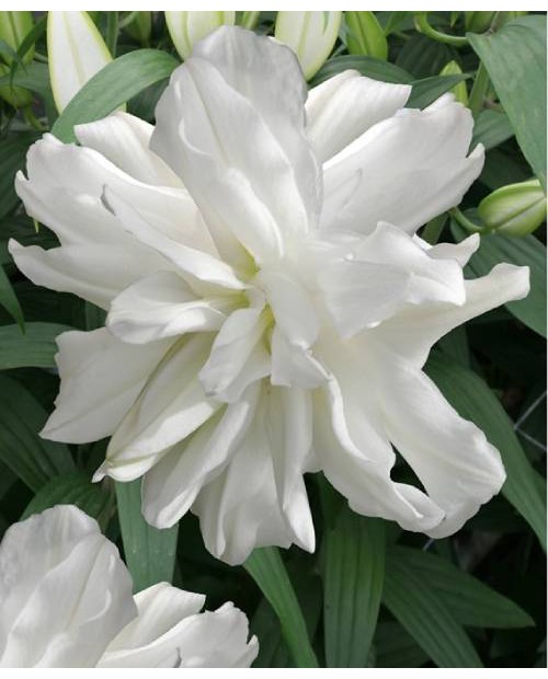 LILIA  LOTUS ICE PEŁNA 10 SZT