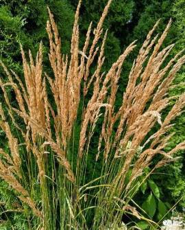 TRAWY LIRIOPE