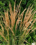 TRAWY LIRIOPE