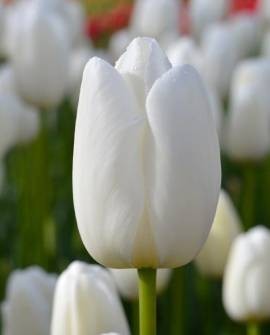 TULIPAN