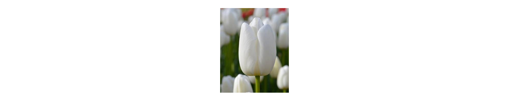 TULIPAN