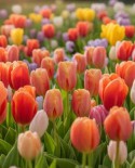 tulipany