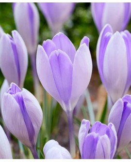 KROKUS