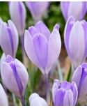 KROKUS