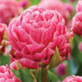 TULIPAN