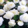 BEGONIE