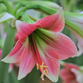 HIPPEASTRUM