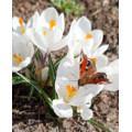 KROKUS