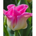 TULIPAN