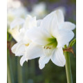 HIPPEASTRUM
