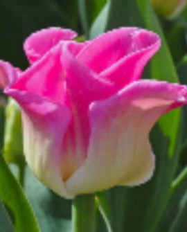 TULIPAN